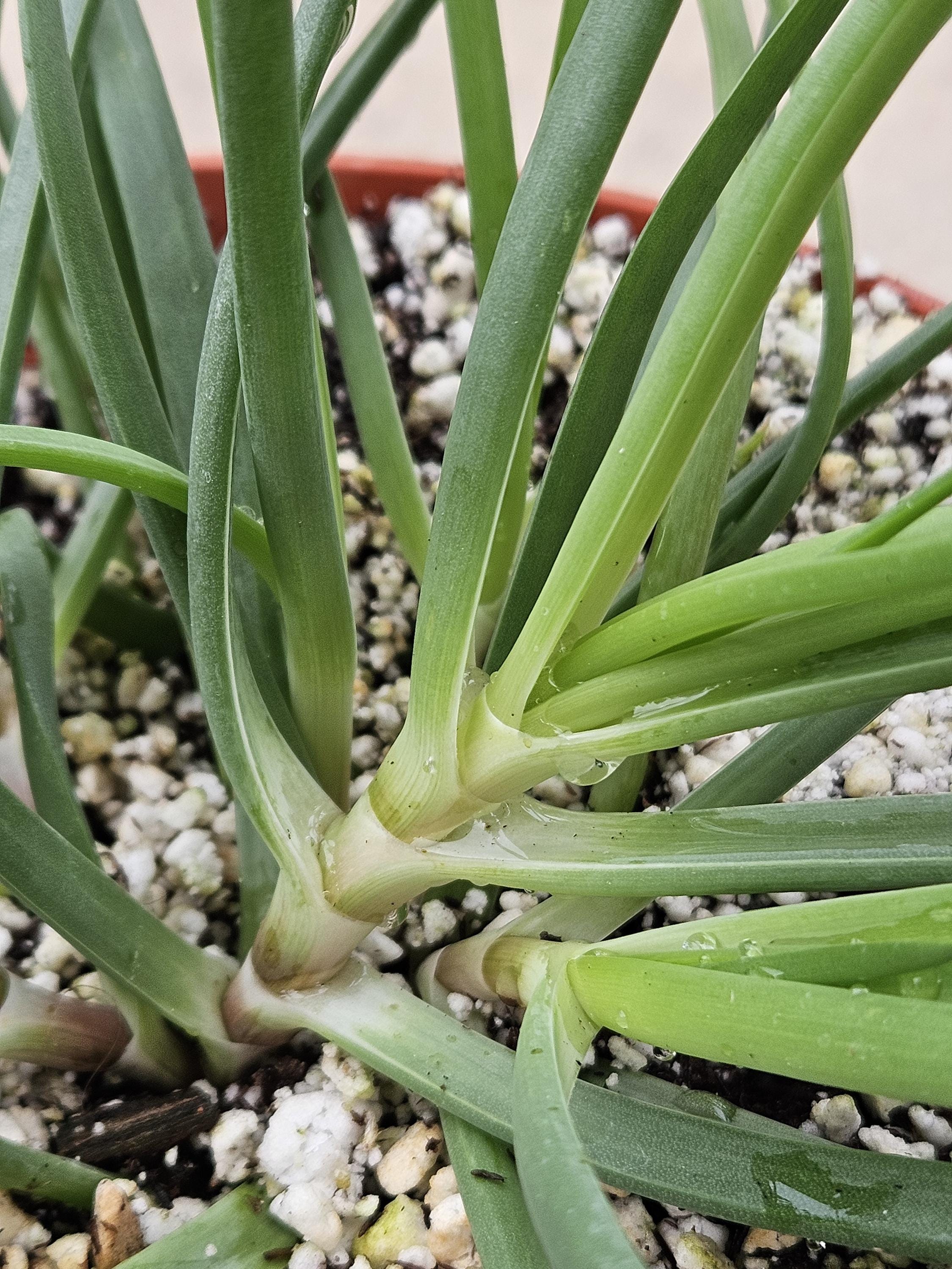 6" Bulbine Frutescens - Grassy Aloe - Rare