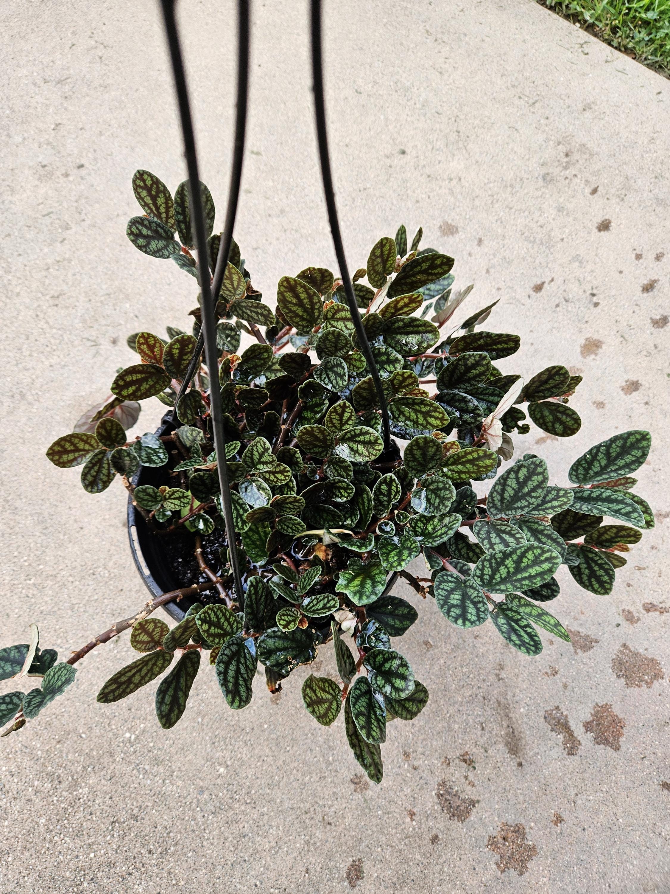 6" Watermelon Vine - Polynesian Ivy - Pellionia - Hanging Basket
