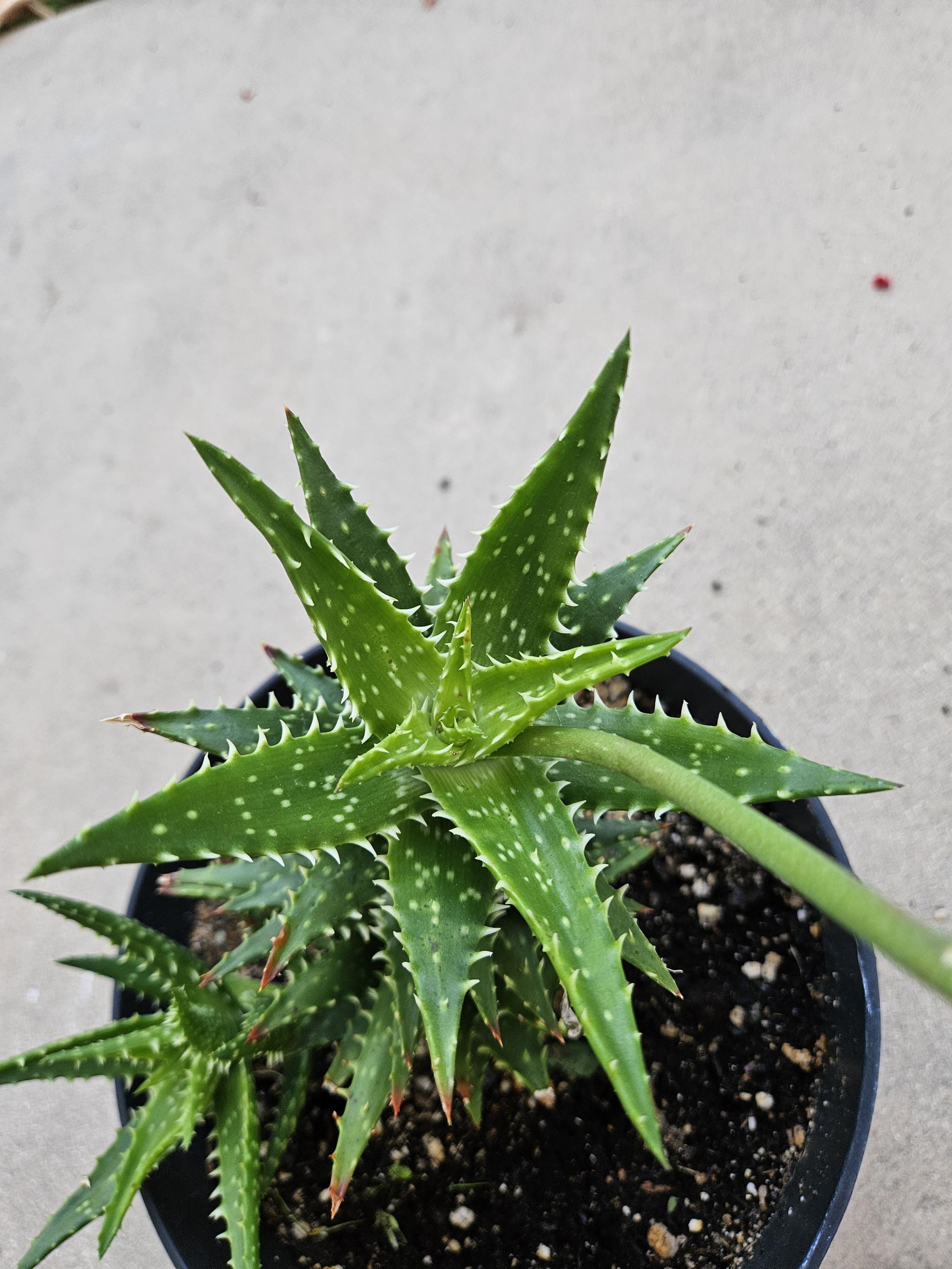 Aloe grown in 8" pot - Ships Bare Root
