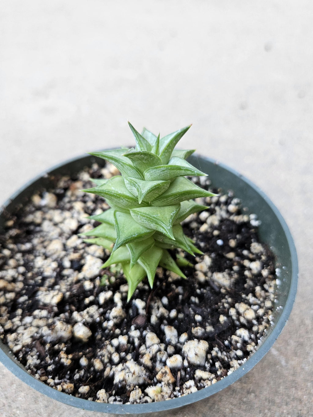 Astroloba spiralis - Rare succulent