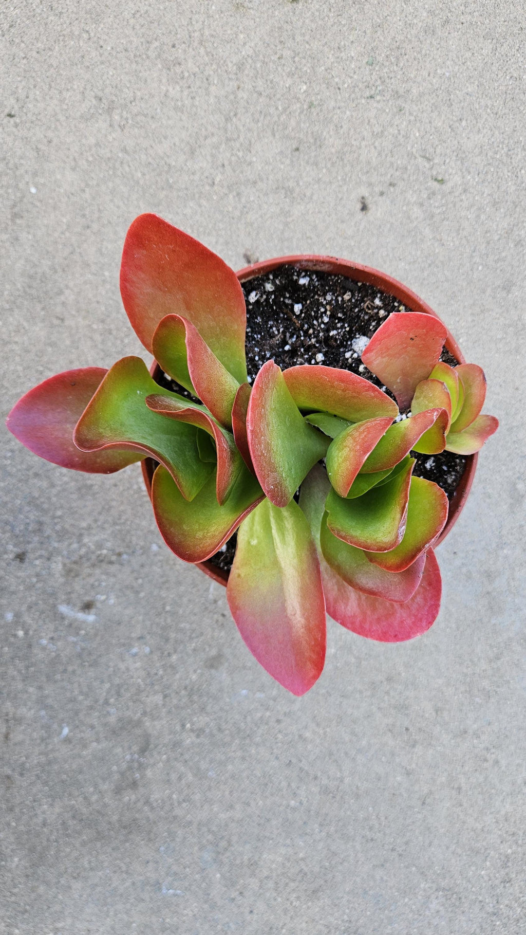6" Kalanchoe Dragonfire - Flapjack Kalanchoe - Bright Red