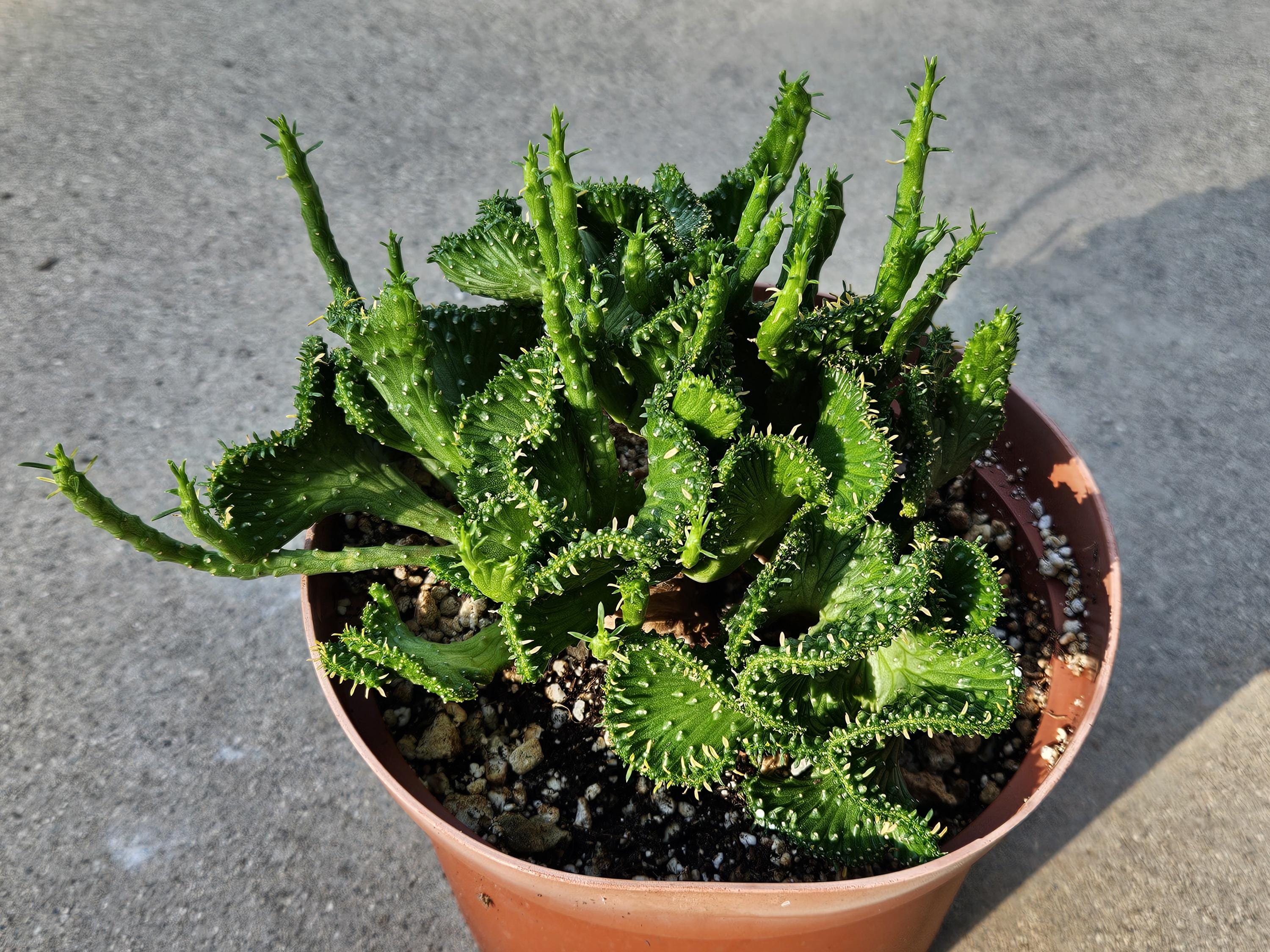 6" Crested Medusa's Head - Euphorbia Flanaganii