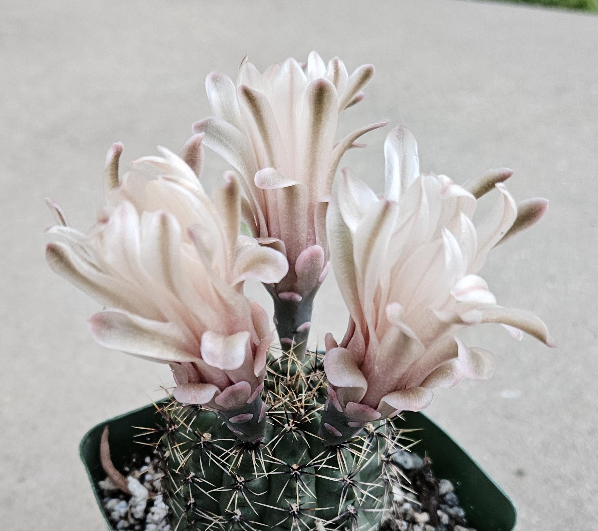 4" Gymnocalycium Erinaceum - Blooming Chin Cactus