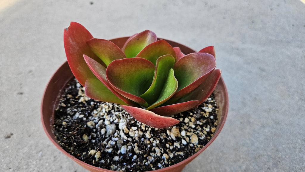 6" Kalanchoe Dragonfire - Flapjack Kalanchoe - Bright Red