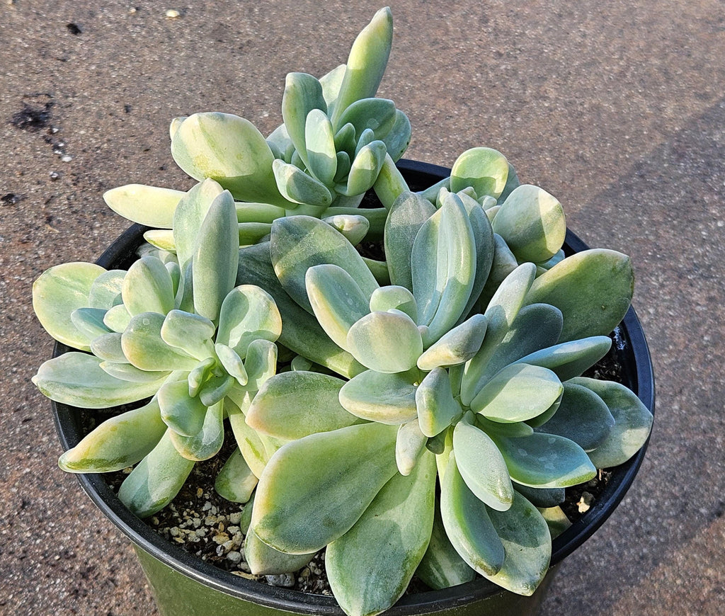 6" Pachyveria Pachytoides Variegated