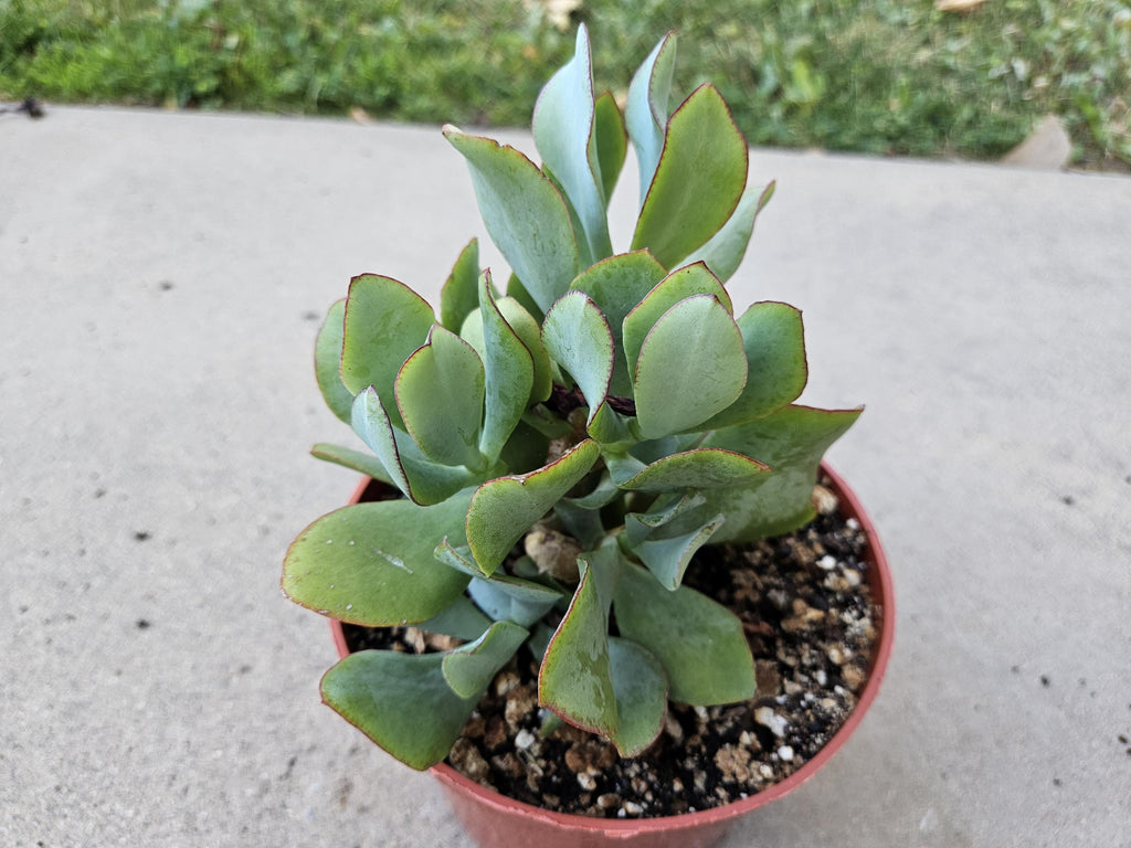 6" Ripple Jade