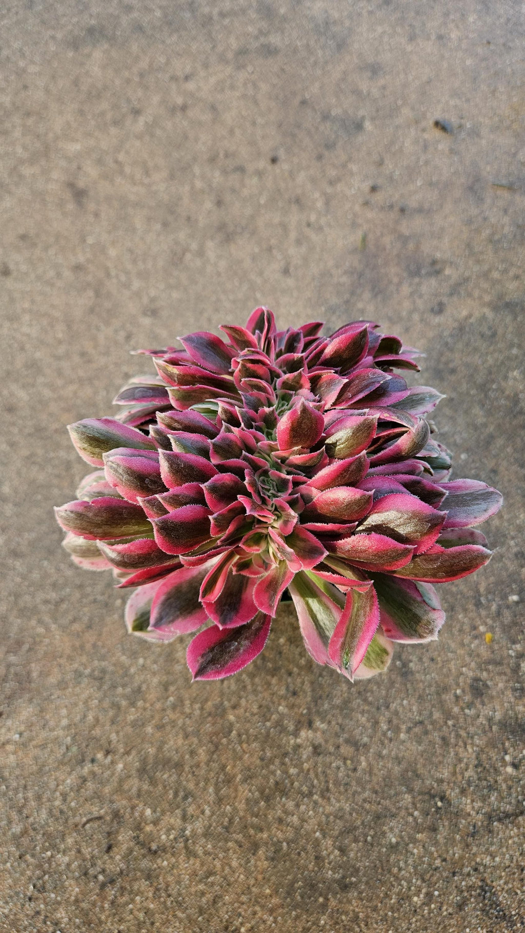 Rare Crested Pink Witch Aeonium - 4" Fasciated Succulent