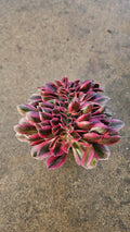 Rare Crested Pink Witch Aeonium - 4" Fasciated Succulent