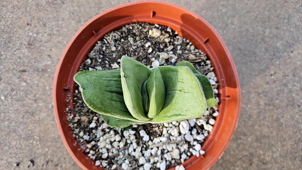 6" Gasteria Hybrid - Gasteria Succulent - Low Light