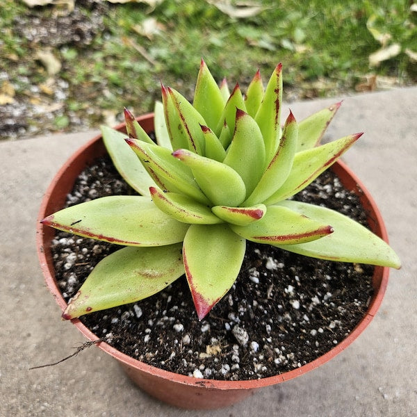 6" Echeveria Agavoides Lipstick