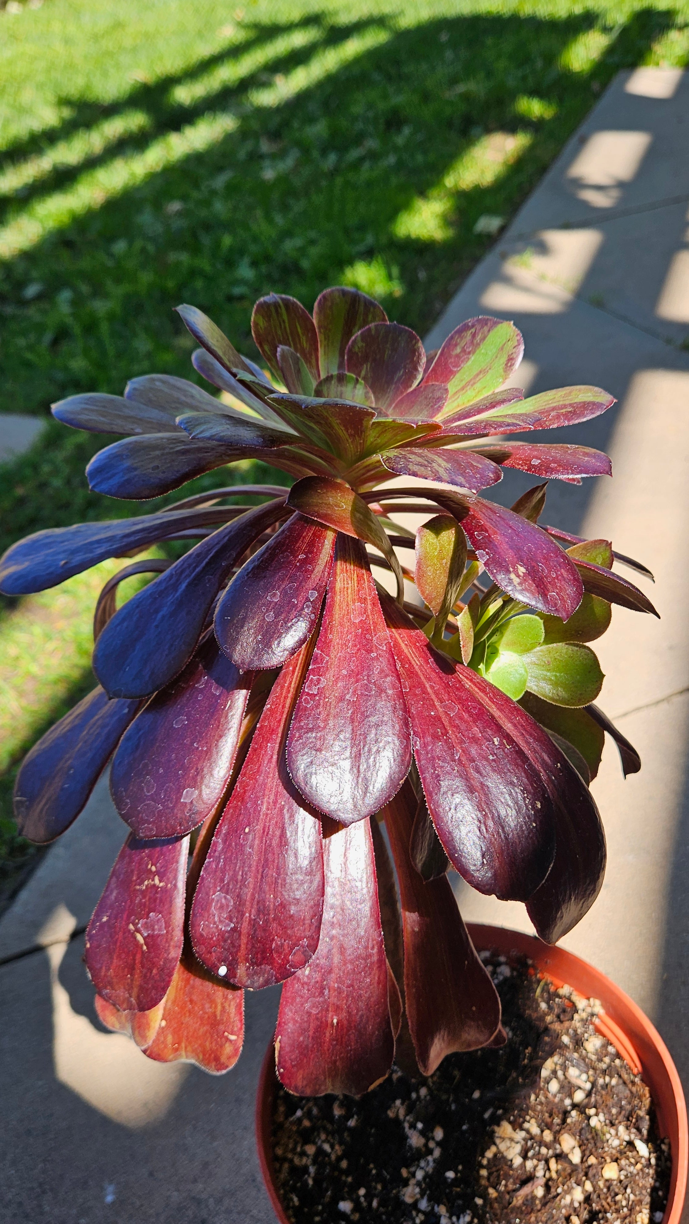 6" Aeonium 'Big Bang' - Rare Succulent - Large Size