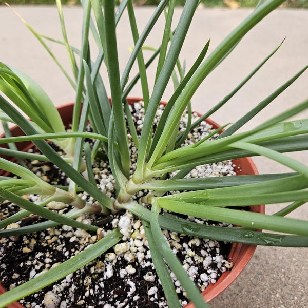 6" Bulbine Frutescens - Grassy Aloe - Rare
