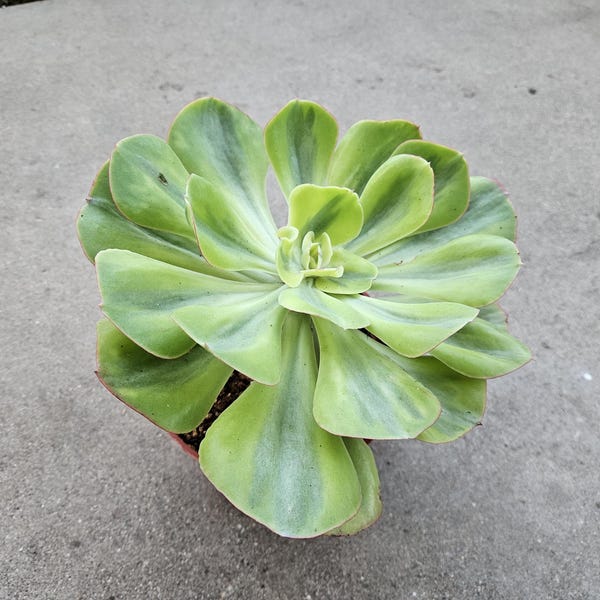 Echeveria 'Sunset Peony' Variegated - 8" Wide - Rare