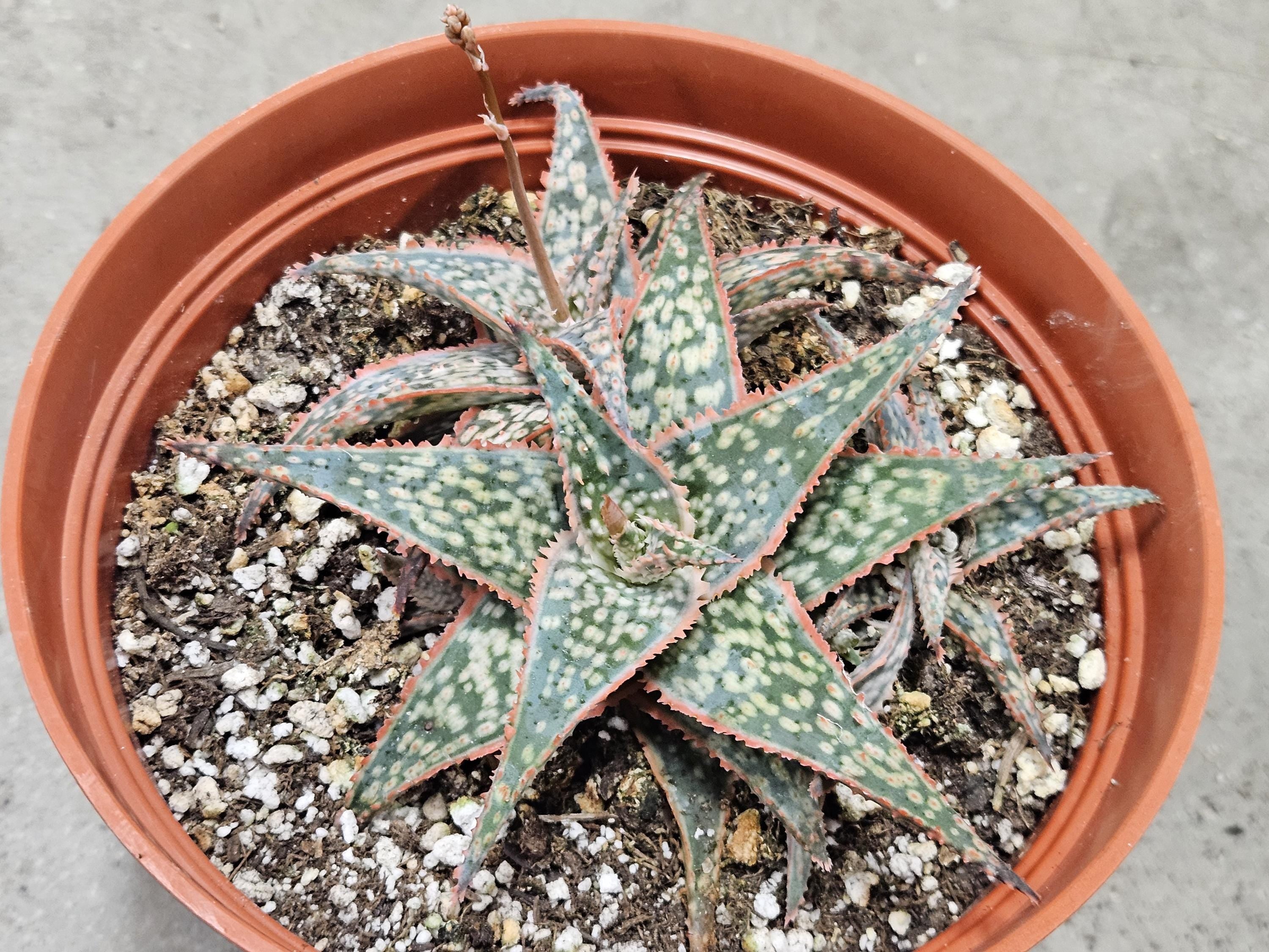6" Aloe 'Donnie'