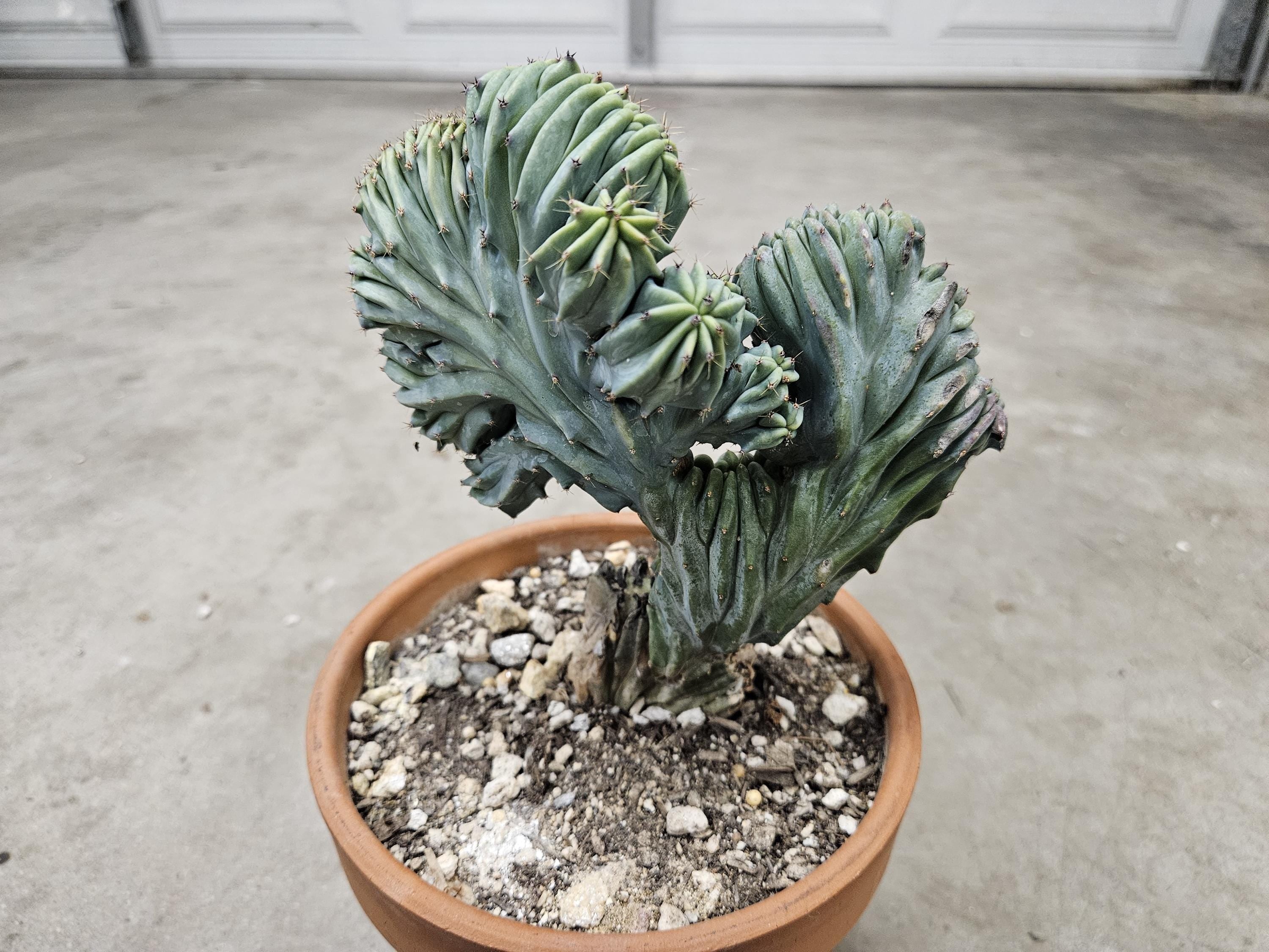 5" Crested Blue Myrtillocactus - Rare Cactus