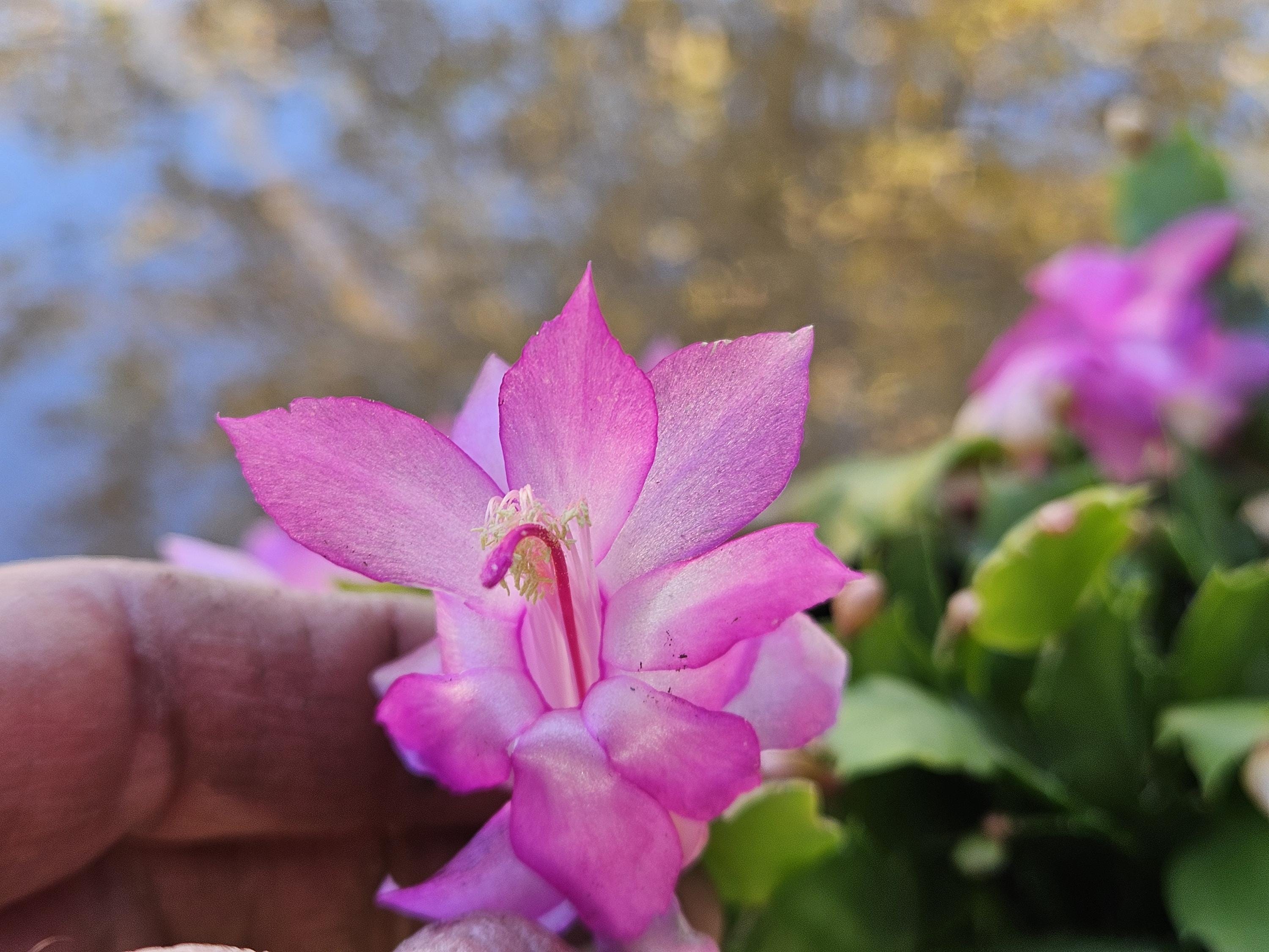 6" Christmas Cactus - Pink Flowers - Zygocactus - Schlumbergera - Holiday Cactus - Blooming