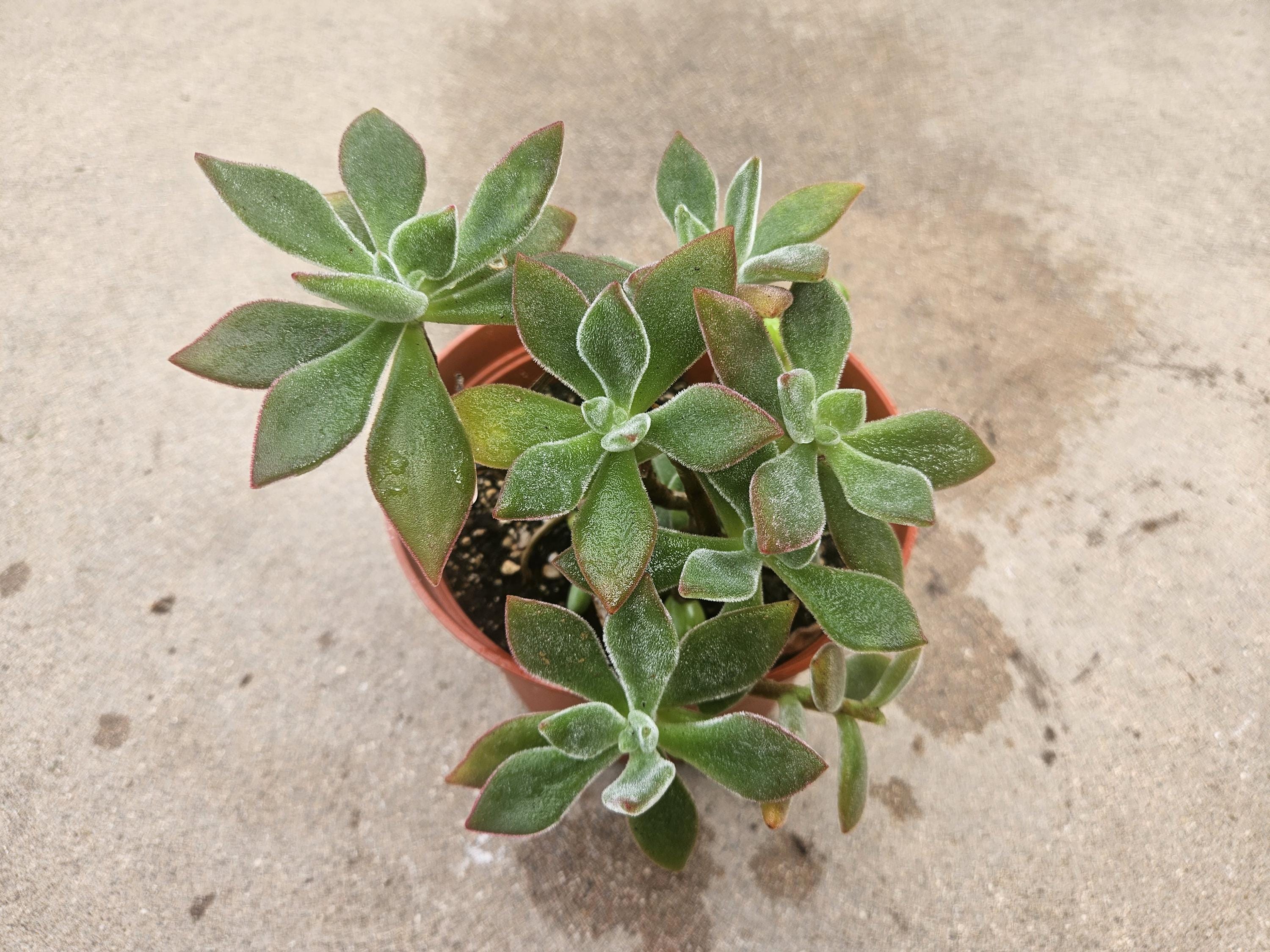 6" Echeveria Harmsii 'Ruby Slipper'