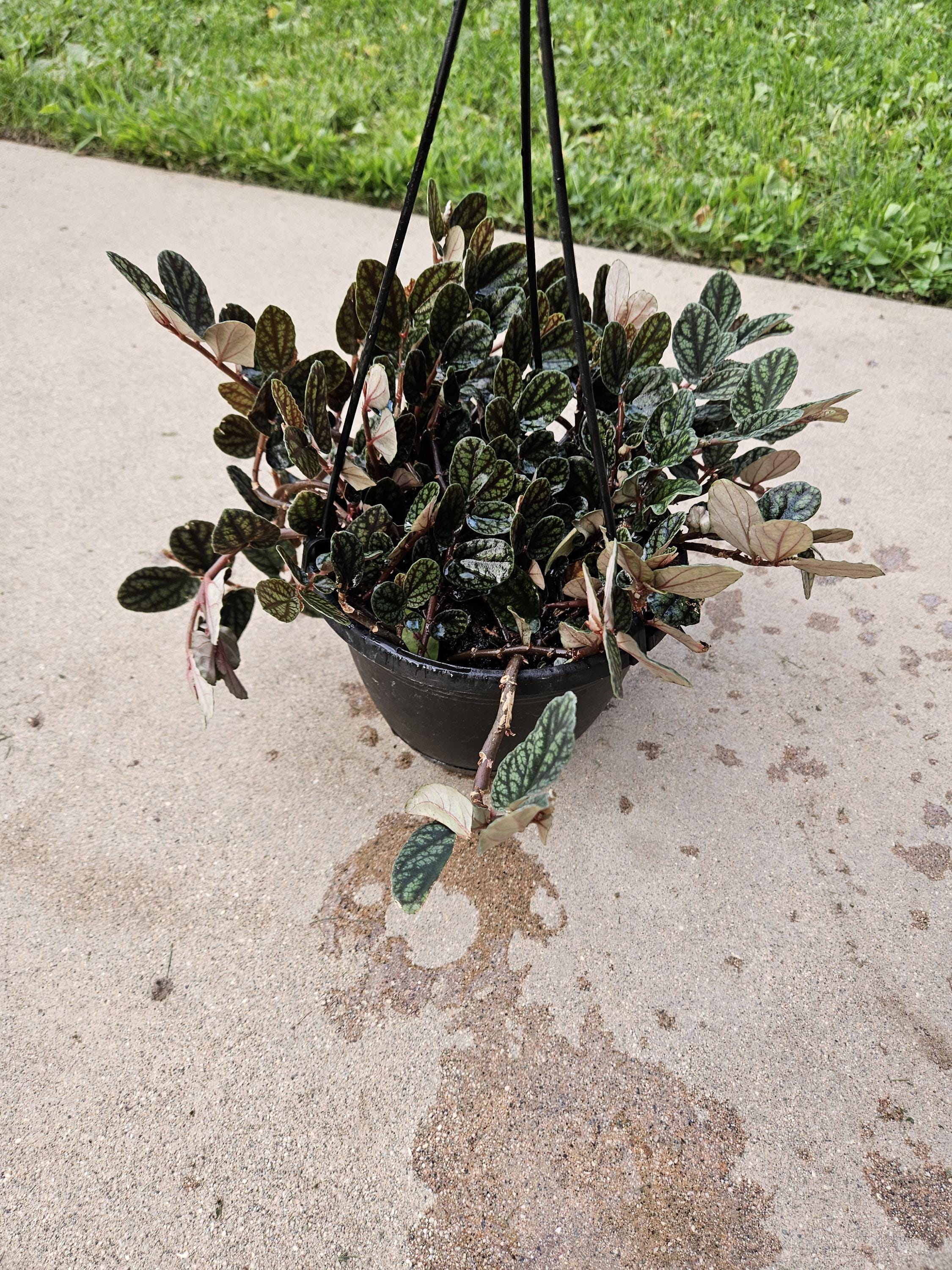 6" Watermelon Vine - Polynesian Ivy - Pellionia - Hanging Basket