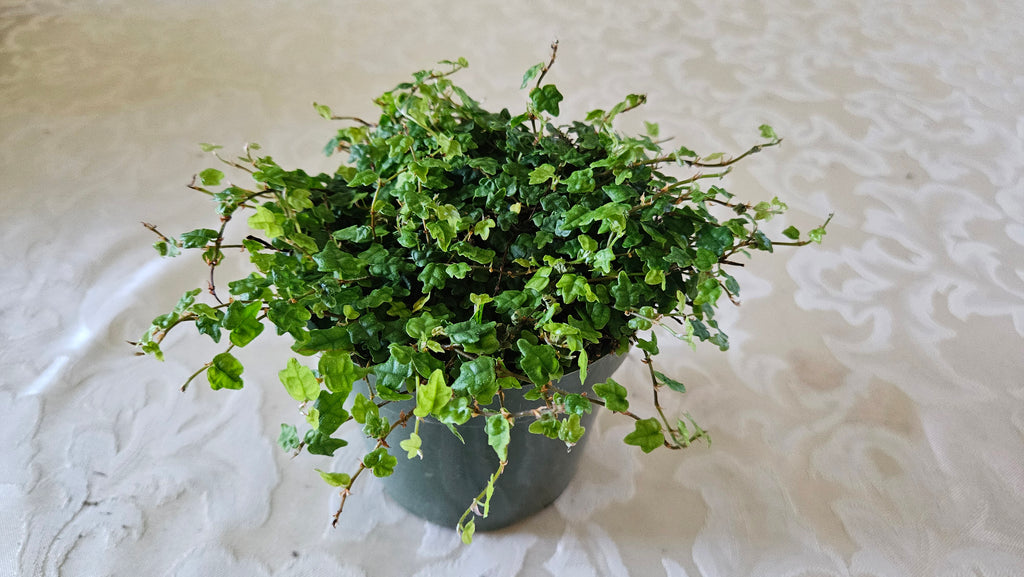 4" String of Frogs - Trailing Plant