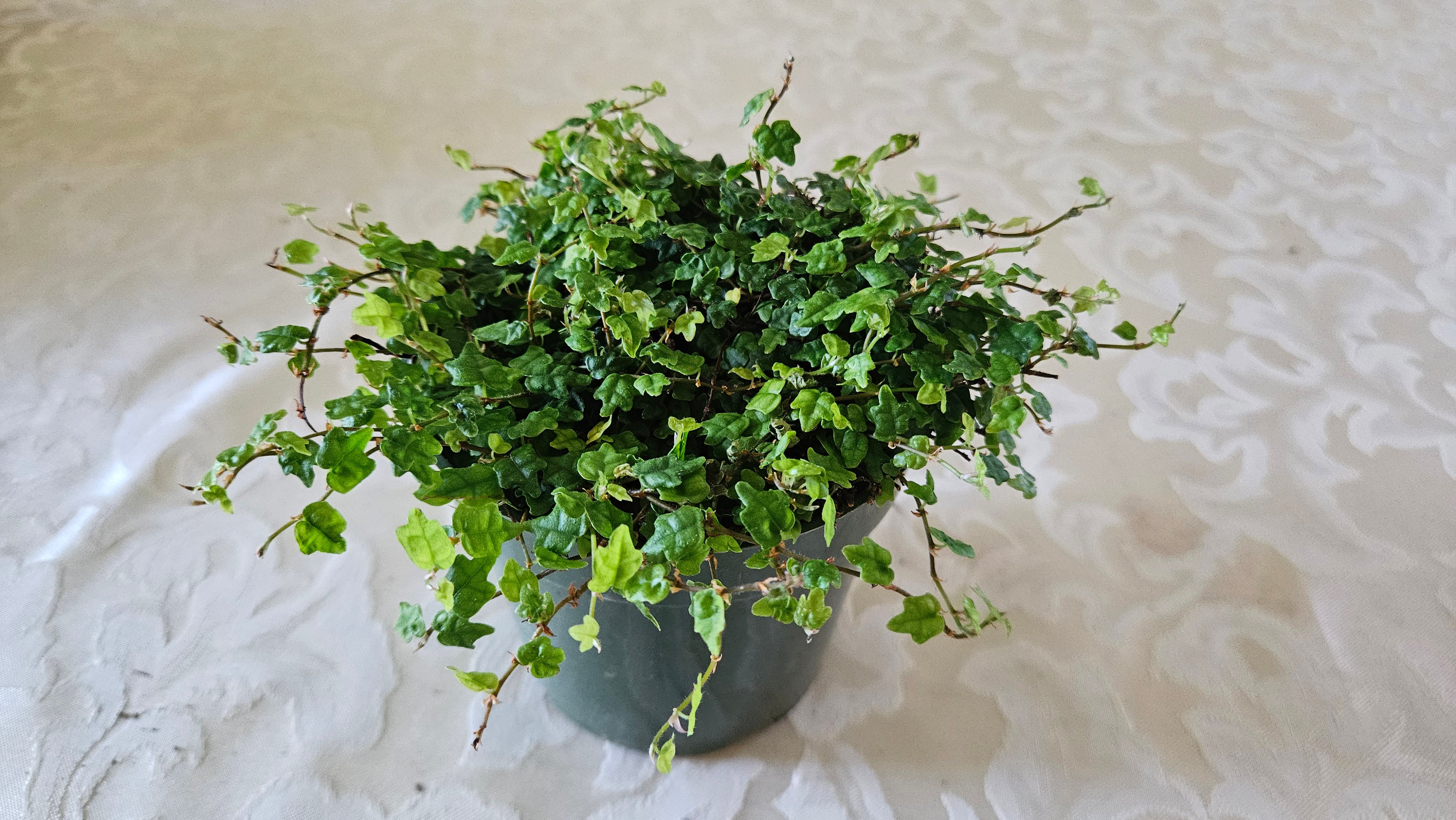 4" String of Frogs - Trailing Plant