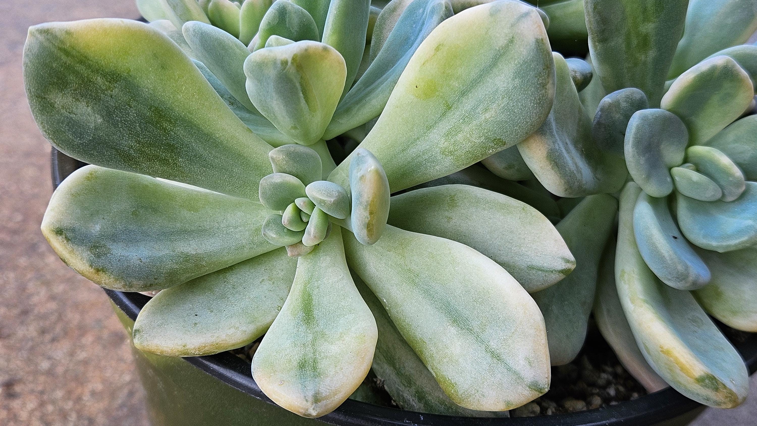 6" Pachyveria Pachytoides Variegated