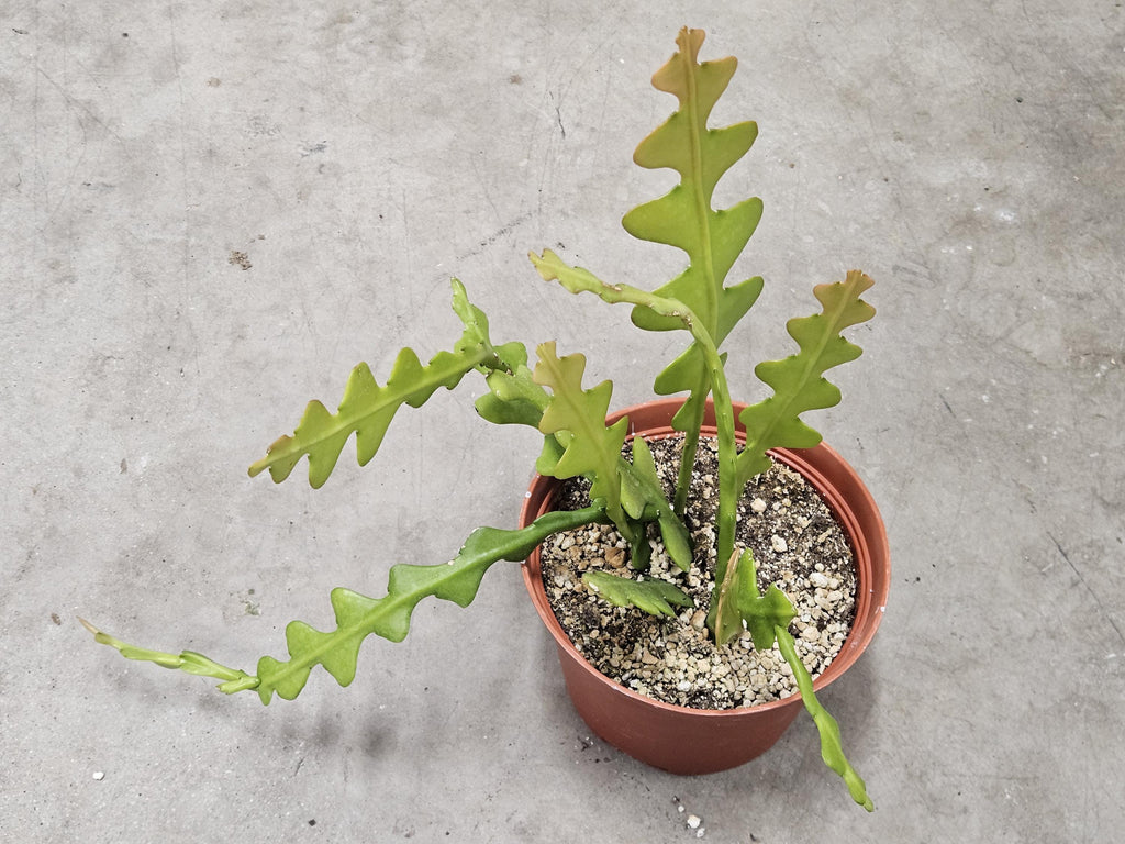6" Fishbone Cactus