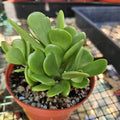 4" Kleinia Petraea - Creeping Jade