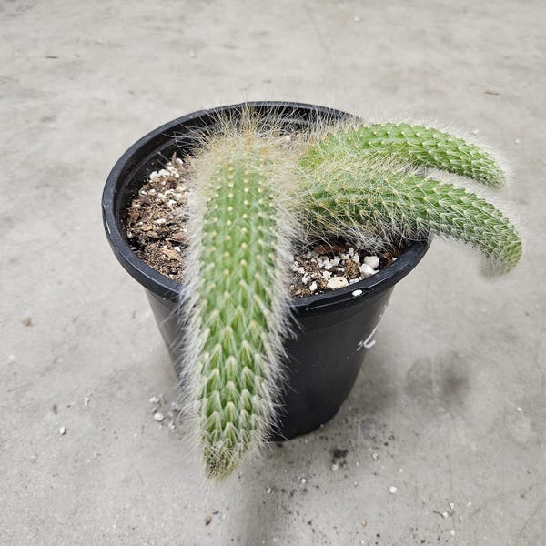 6" Monkey Tail Cactus