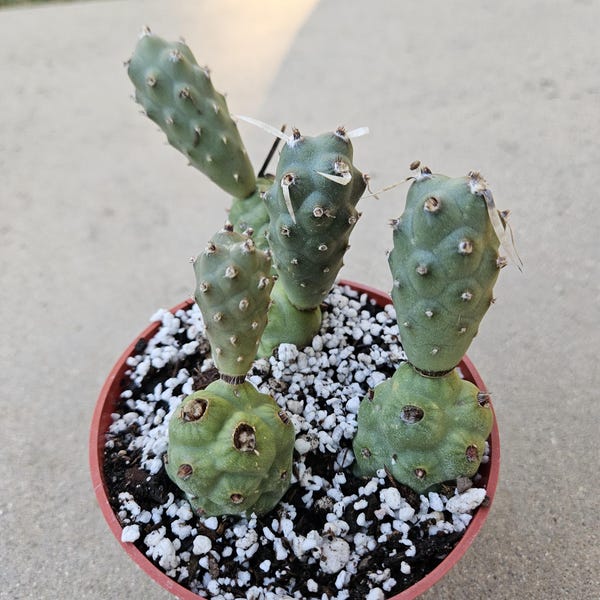 4" Tephrocactus (Paper Spine Cactus)