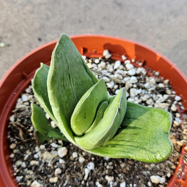 6" Gasteria Hybrid - Gasteria Succulent - Low Light
