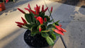 6" Easter Cactus - Red Flowers - Rhipsalidopsis gaertneri - Spring Cactus - Blooming