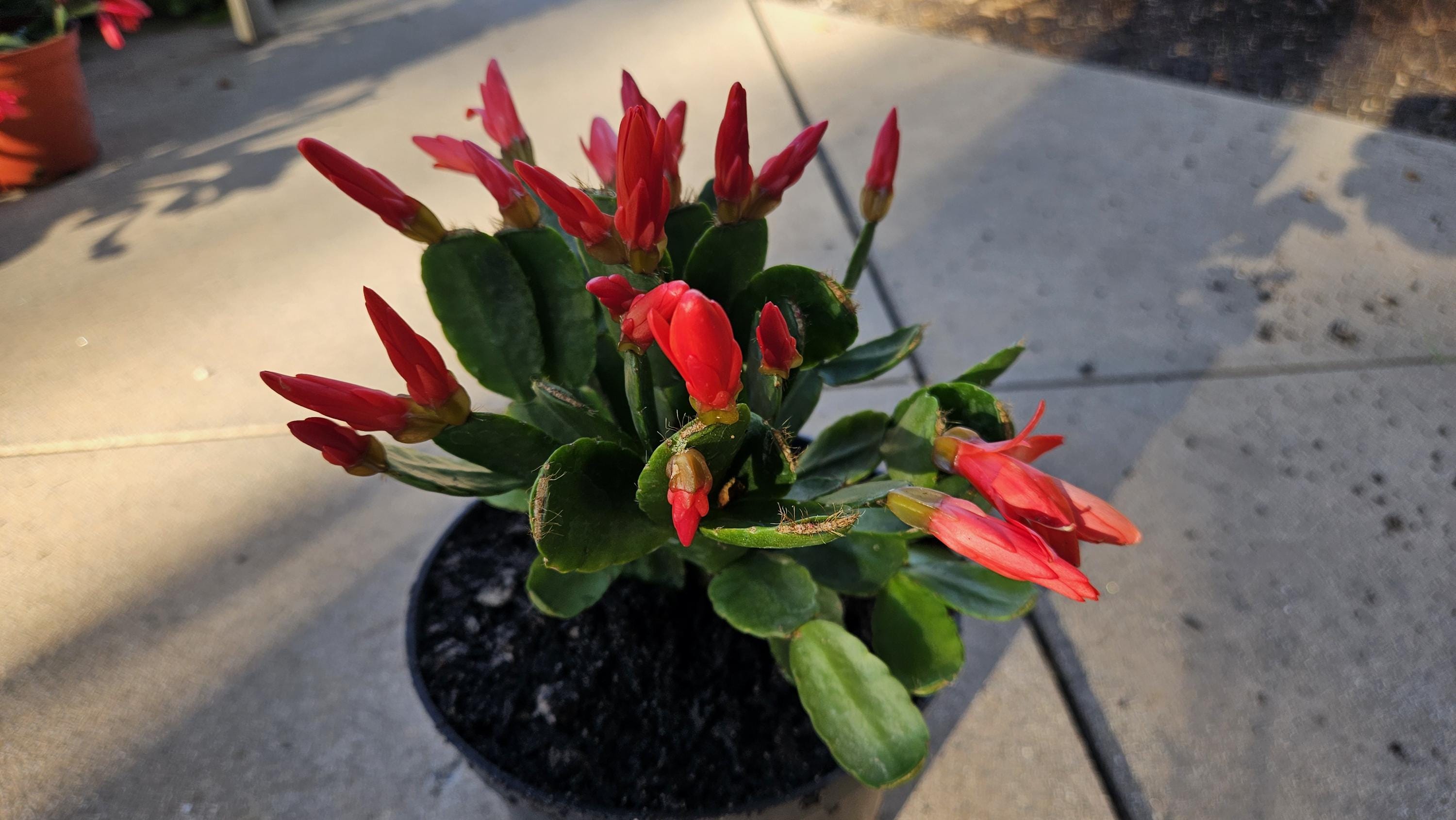 6" Easter Cactus - Red Flowers - Rhipsalidopsis gaertneri - Spring Cactus - Blooming