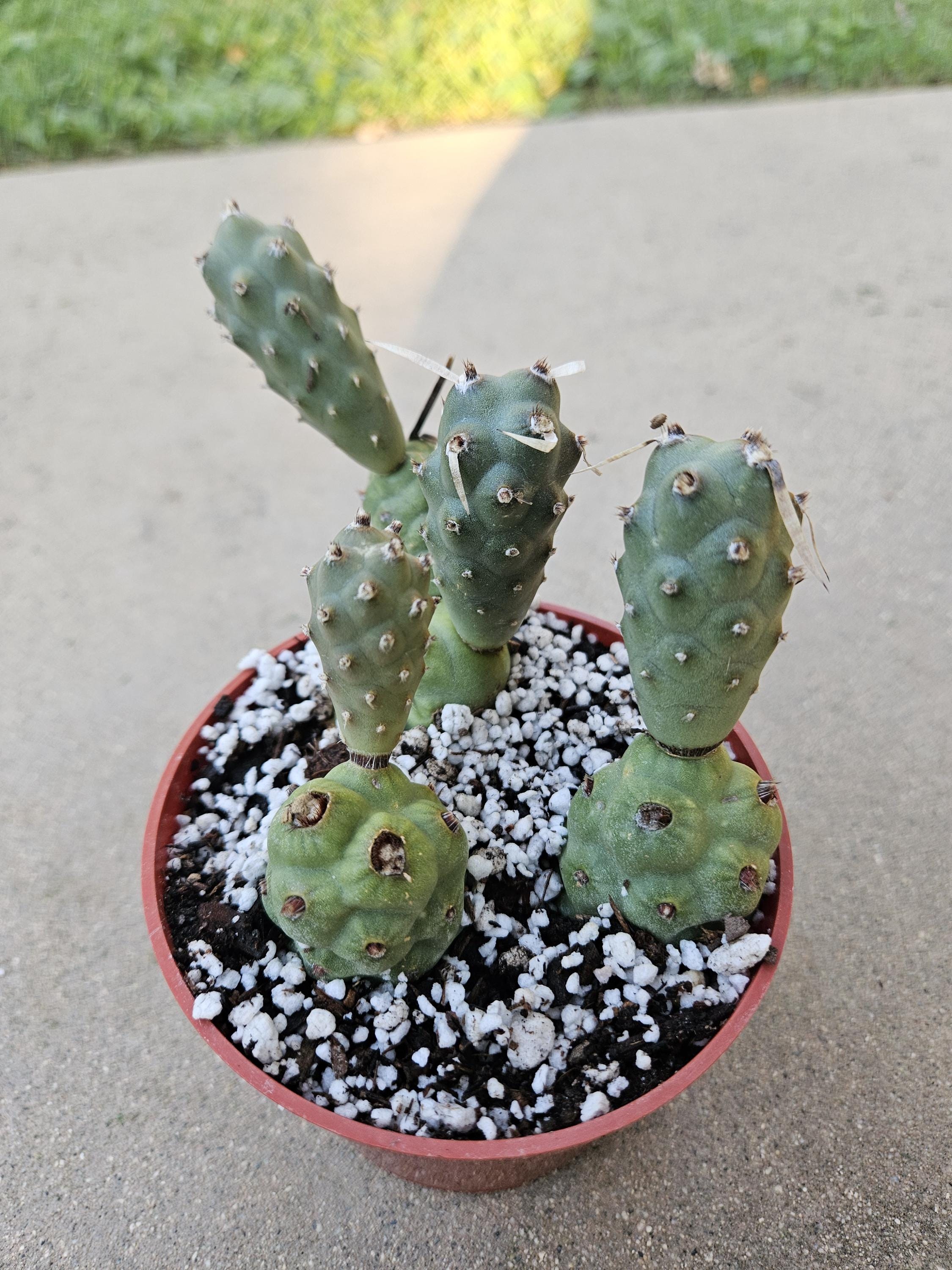 4" Tephrocactus (Paper Spine Cactus)