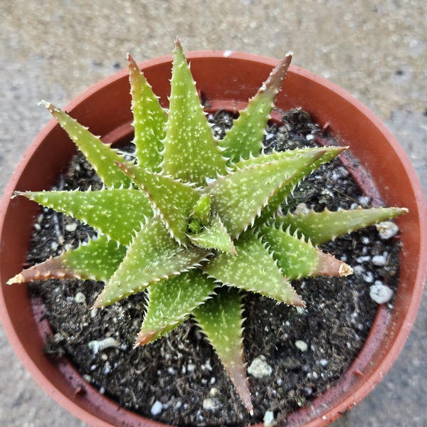 4" Tiger Tooth Aloe