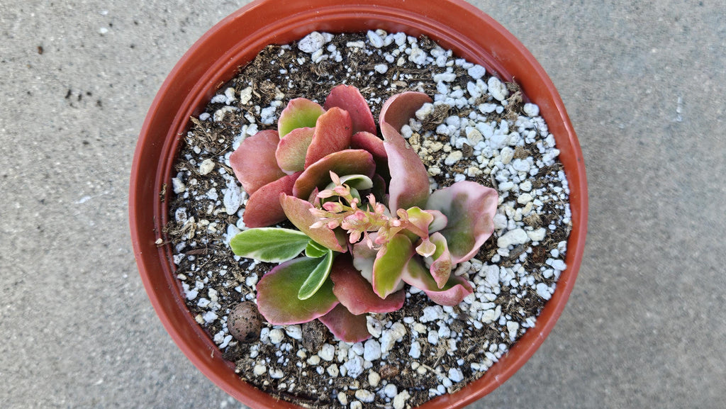 6" Kalanchoe Blossfeldiana - Flaming Katy