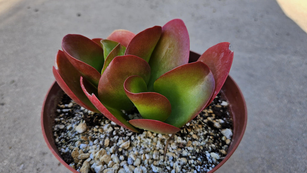 6" Kalanchoe Dragonfire - Flapjack Kalanchoe - Bright Red