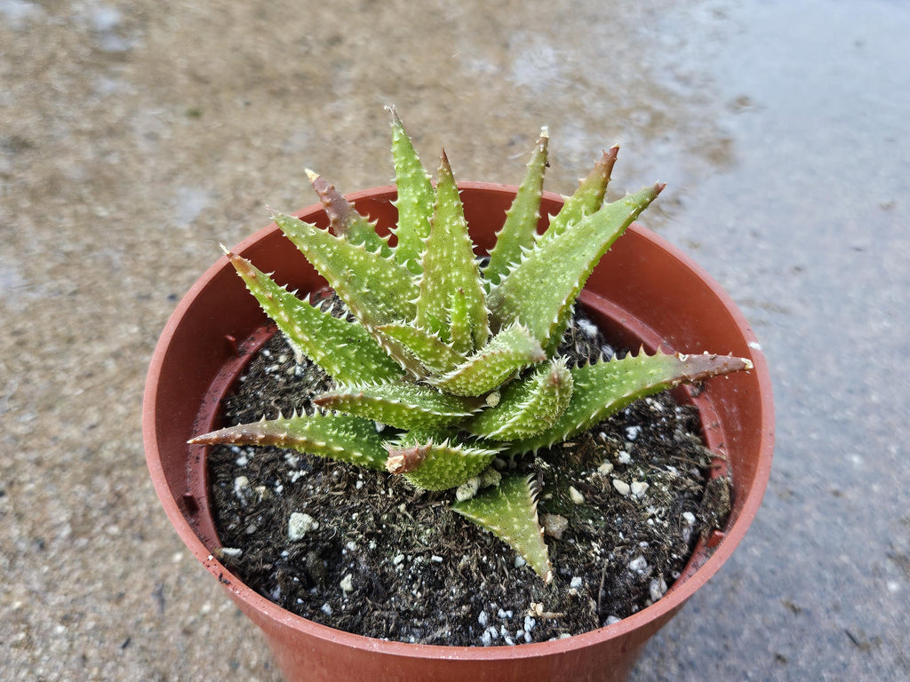 4" Tiger Tooth Aloe