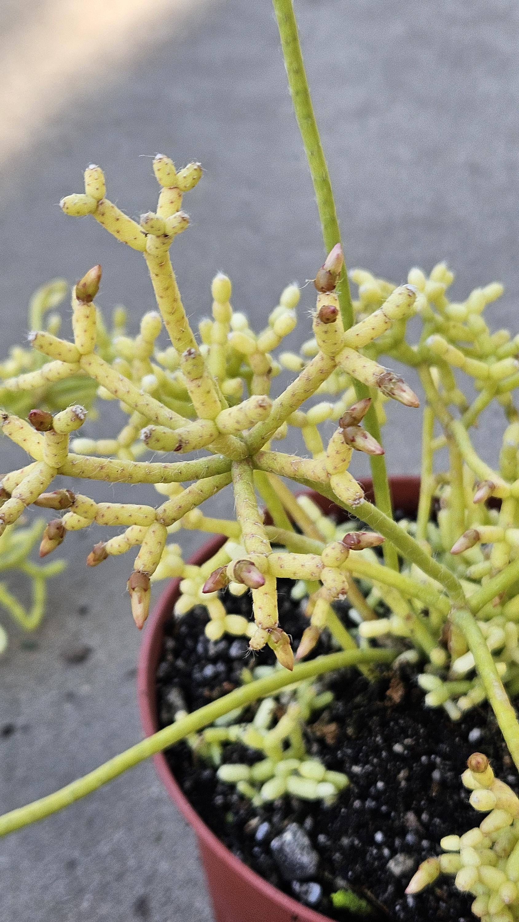 6" Rhipsalis cereuscula - Coral Cactus