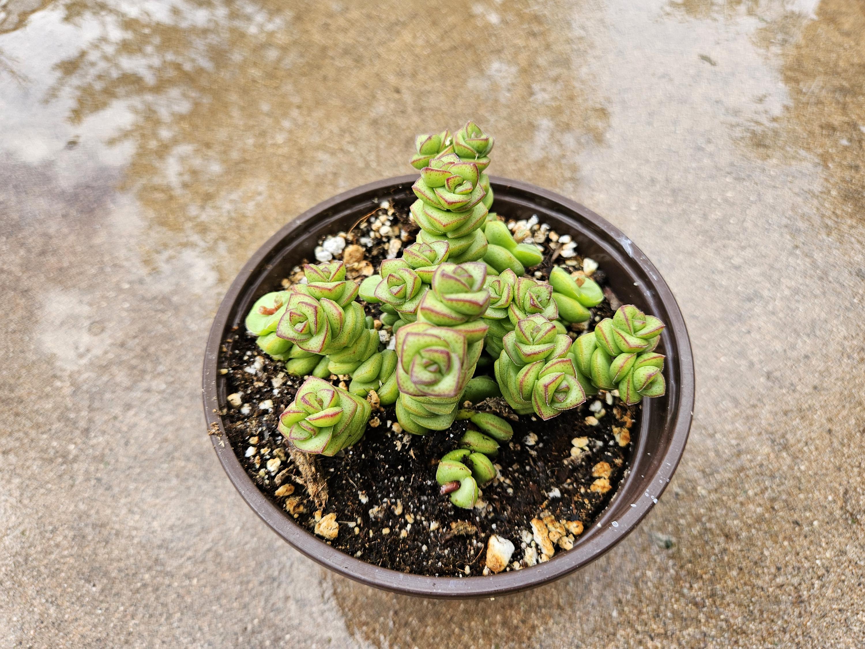 6" Crassula Marnieriana - String of Buttons