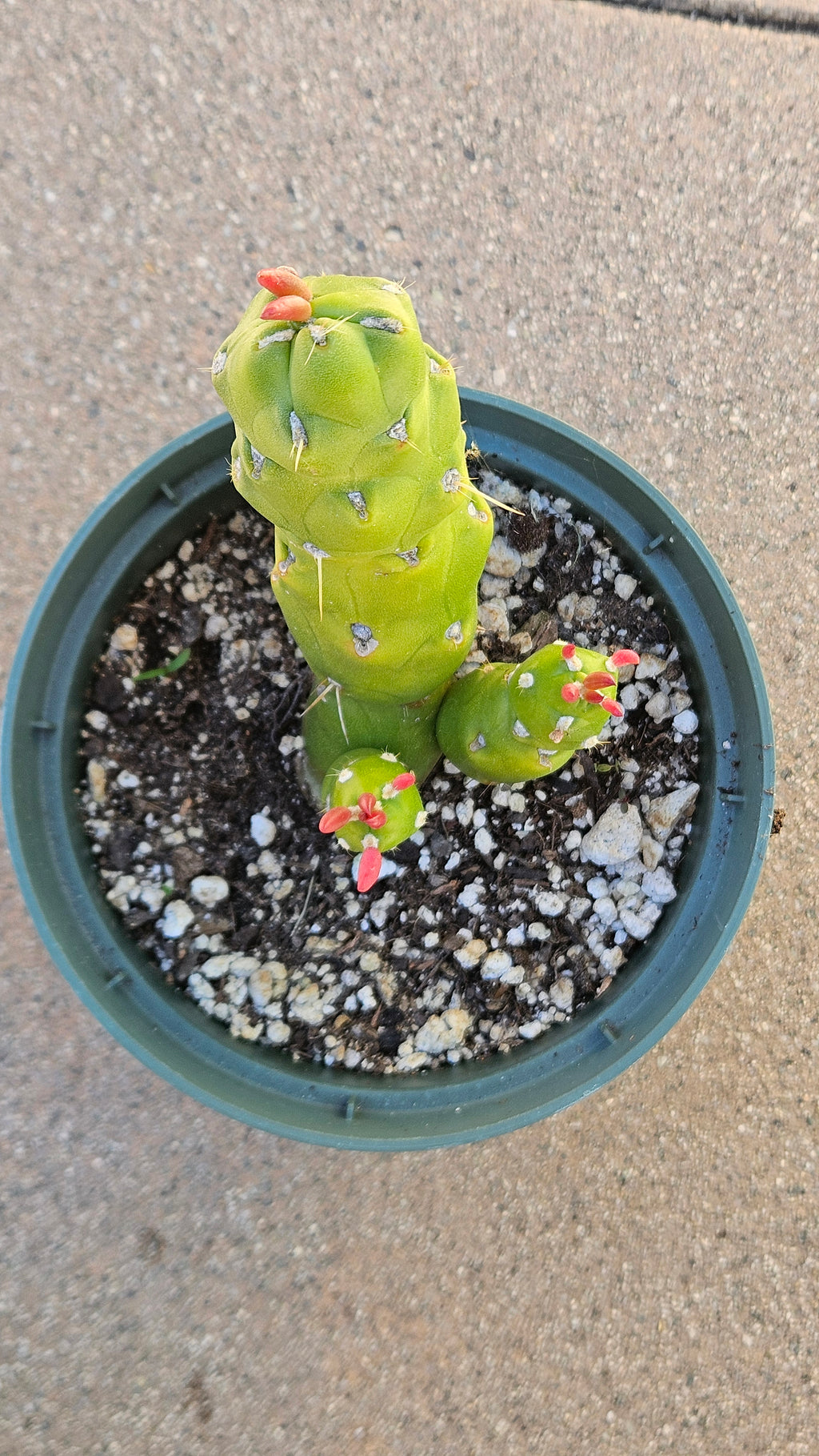 5" Eves Pin Cactus