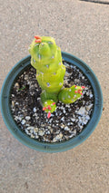 5" Eves Pin Cactus