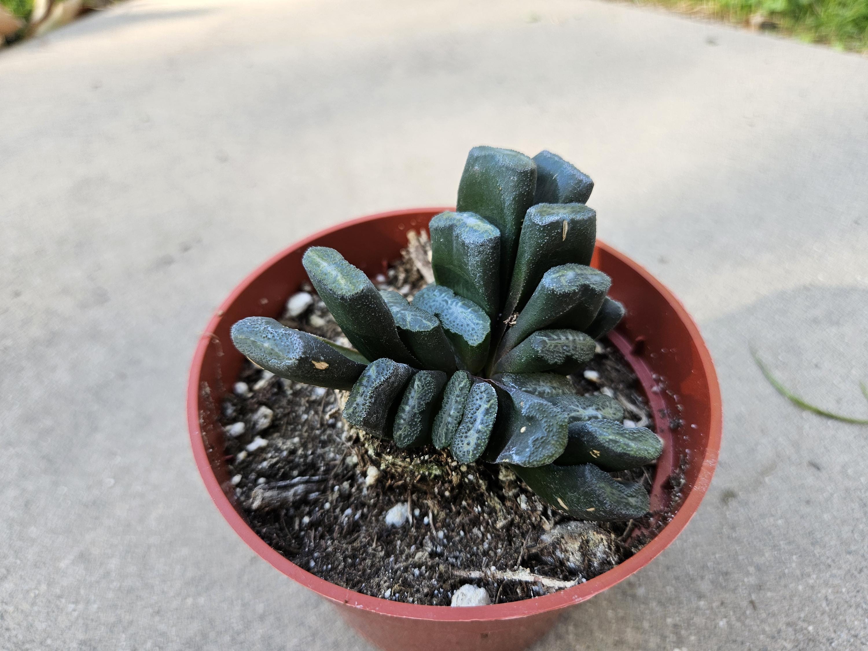 Haworthia Truncata - Horseteeth Haworthia - Rare Succulent - Low Light