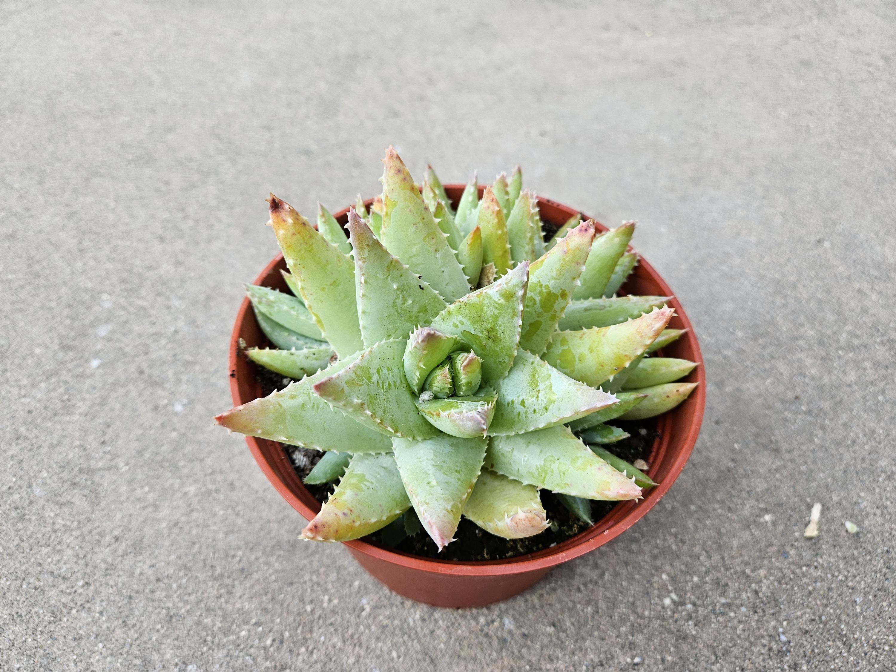 6" Aloe Brevifolia - Short Leaved Crocodile Aloe