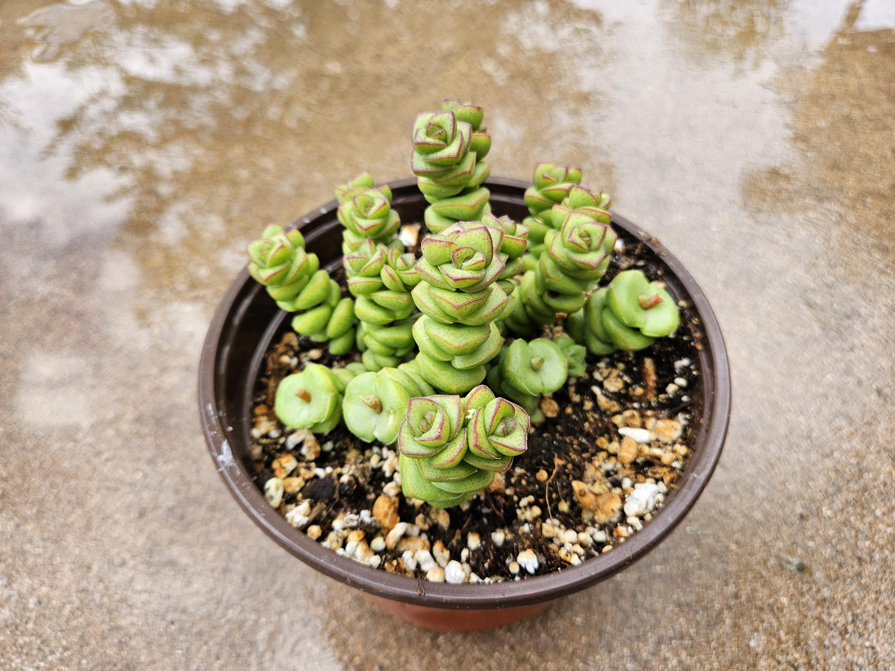 6" Crassula Marnieriana - String of Buttons