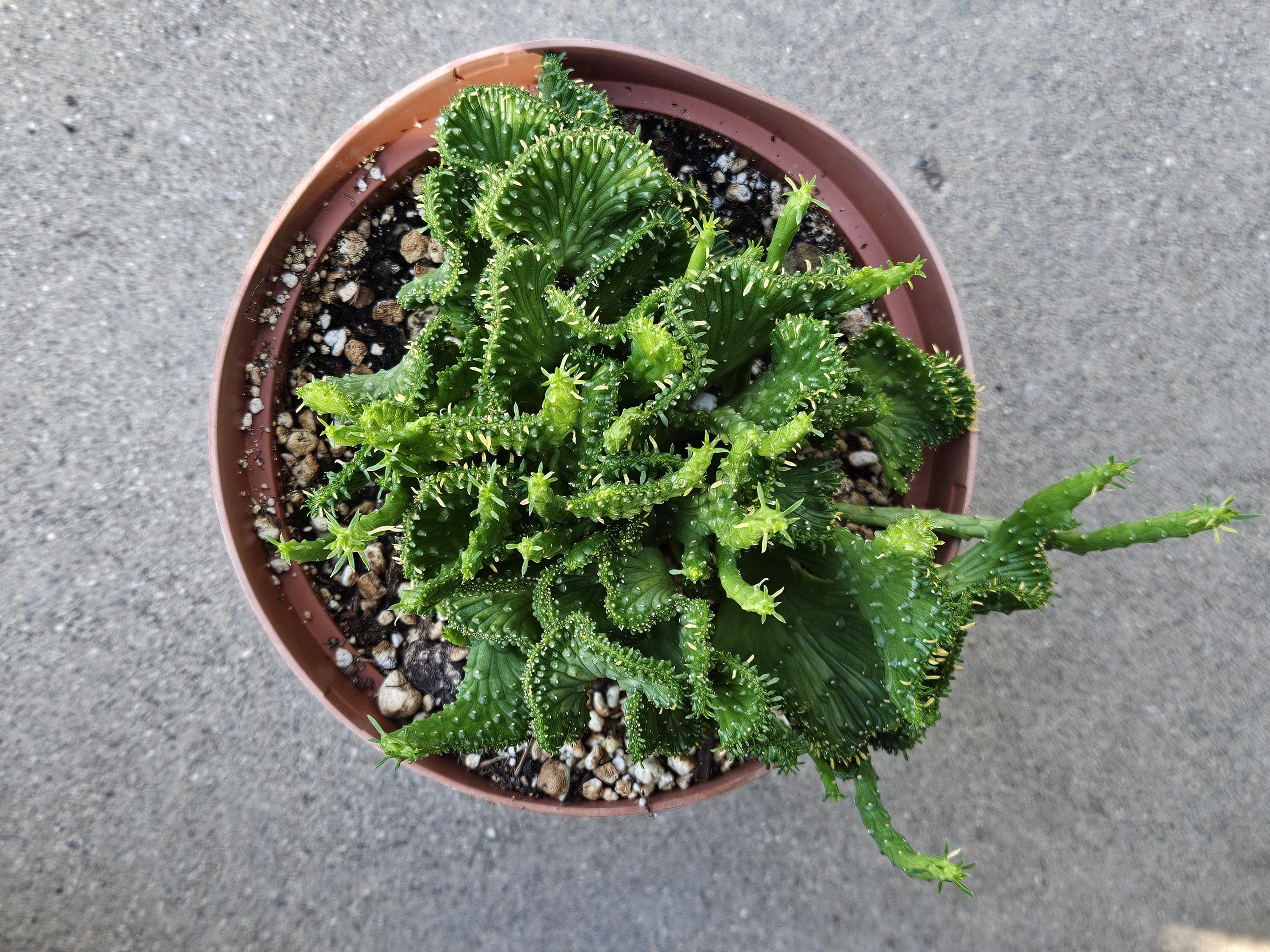 6" Crested Medusa's Head - Euphorbia Flanaganii