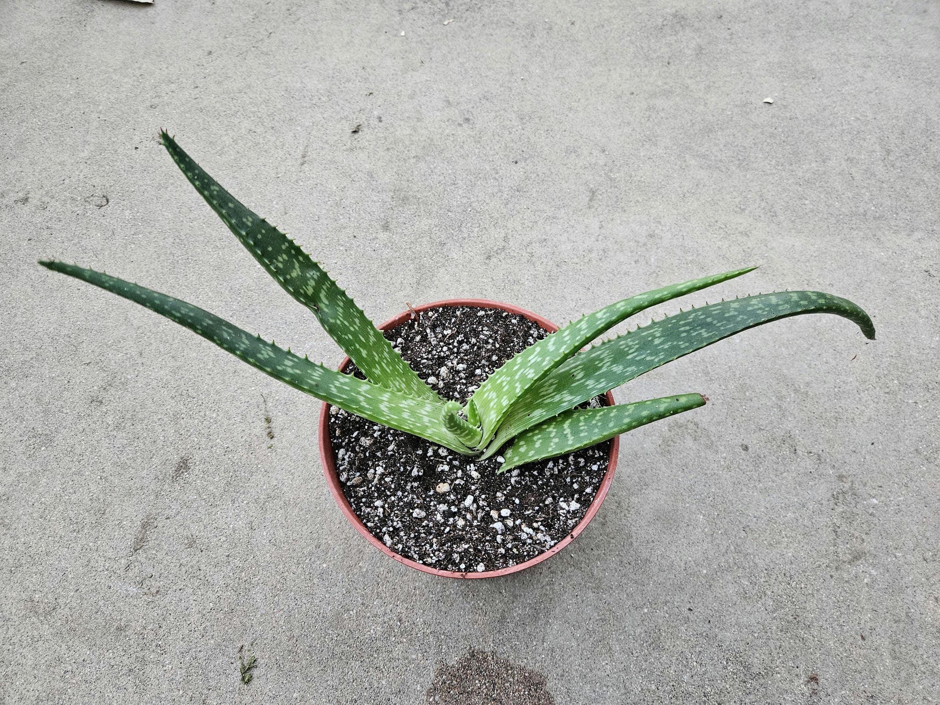 6" Aloe Zebrina - Easy Care Succulent