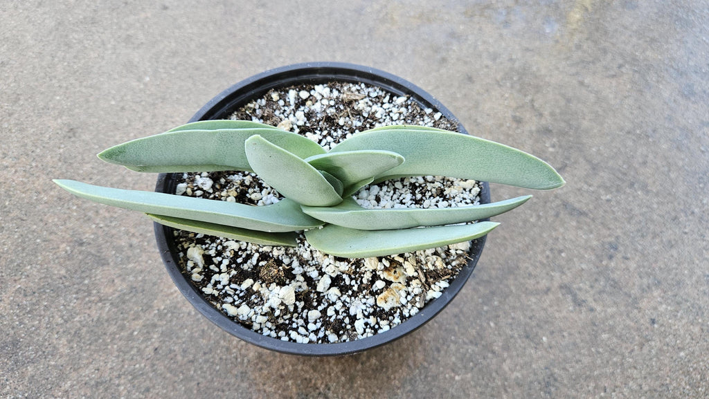 6" Propeller Plant