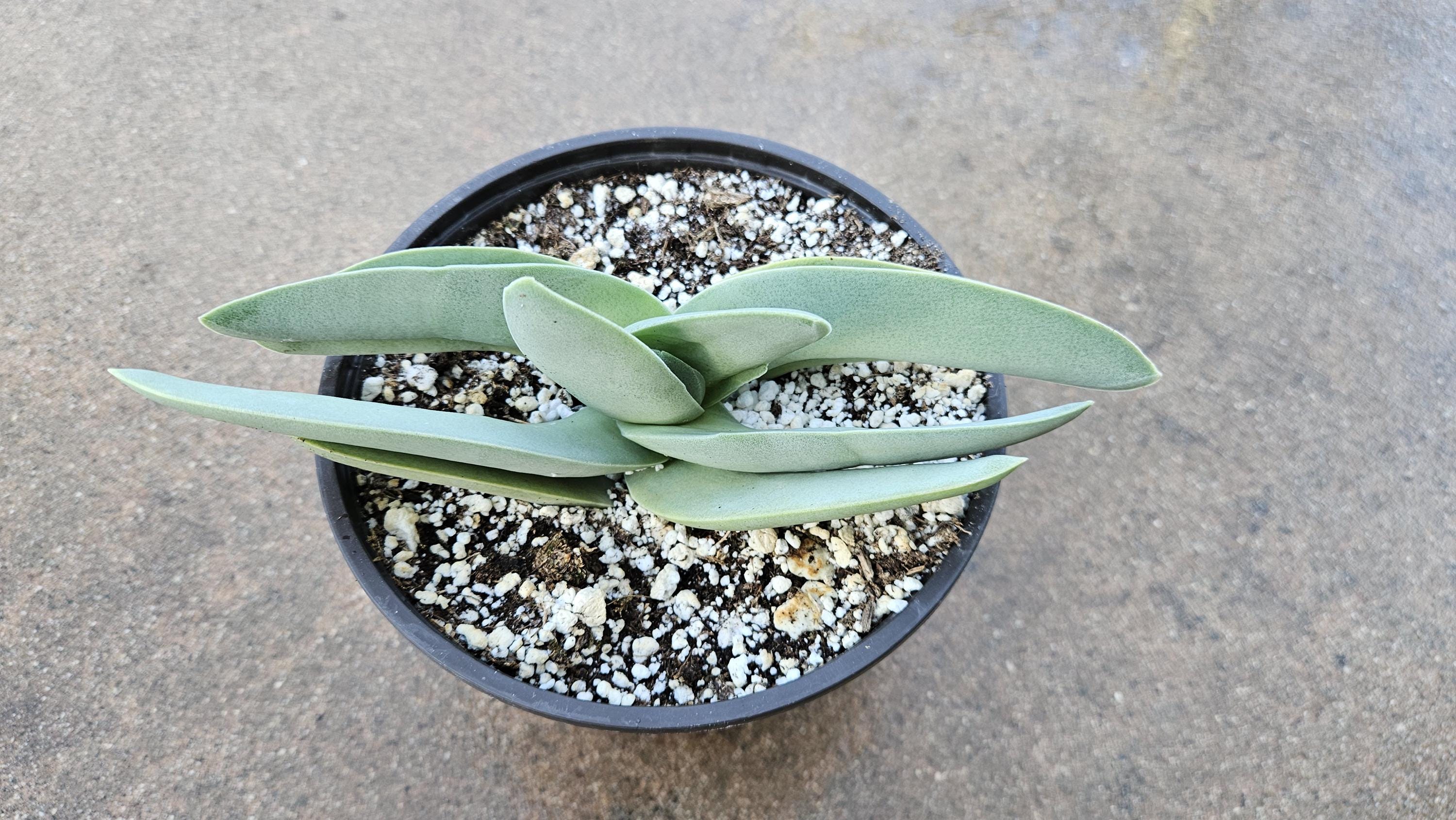 6" Propeller Plant