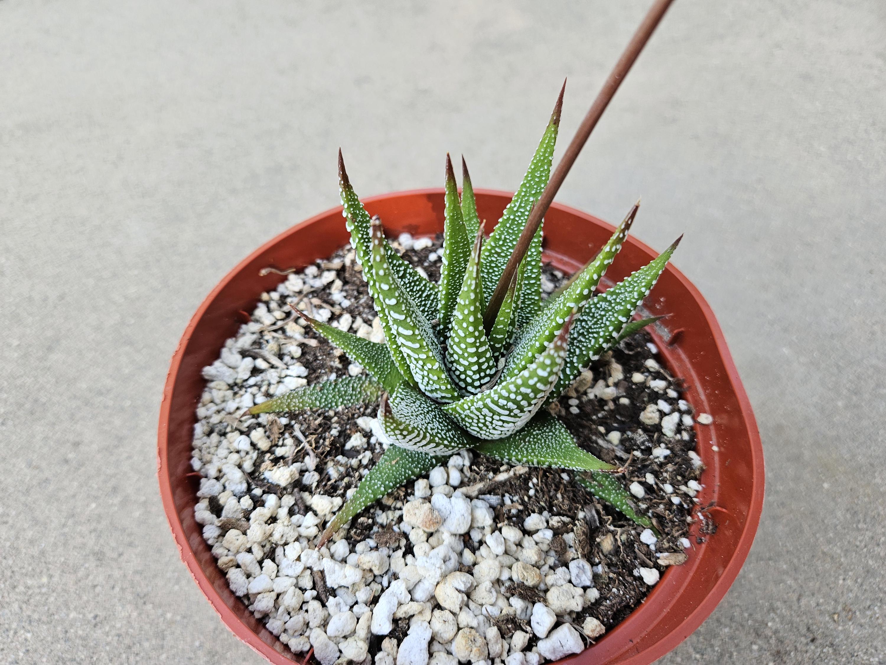 6" Haworthia Attenuata