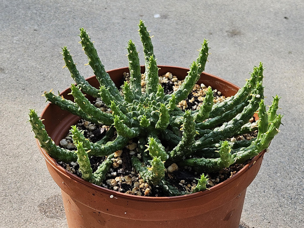 6" Medusa's Head Euphorbia